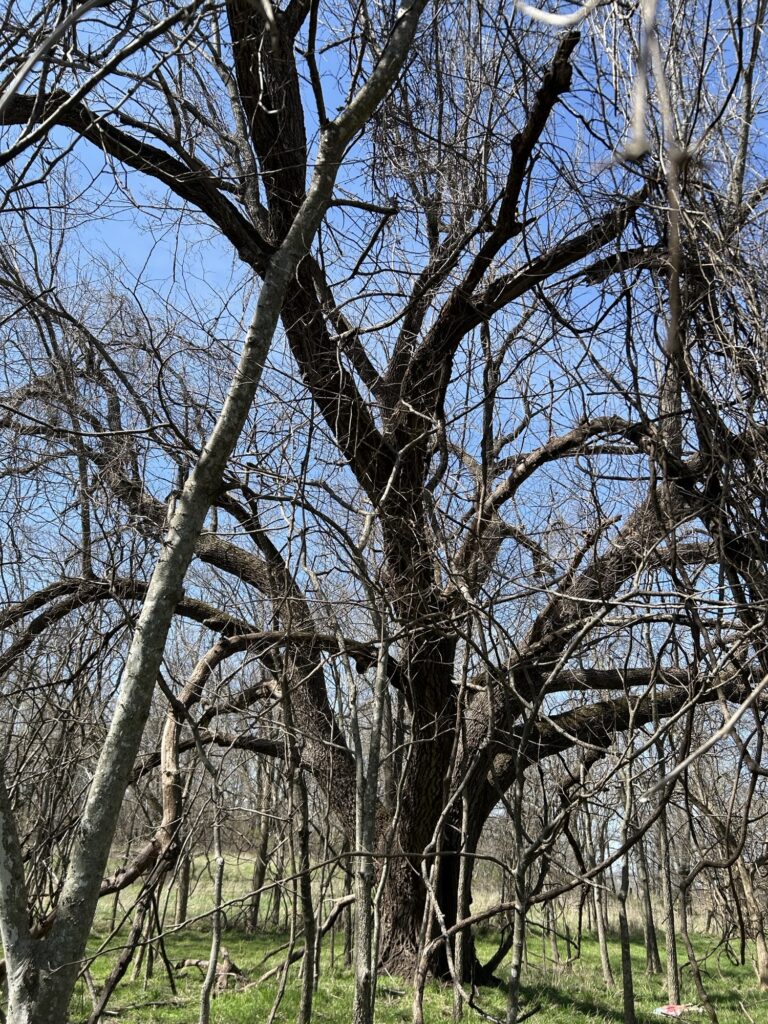 Co-champion Black walnut Washington County
