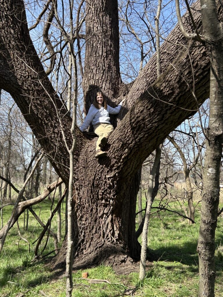 Co-champion Black walnut Washington County