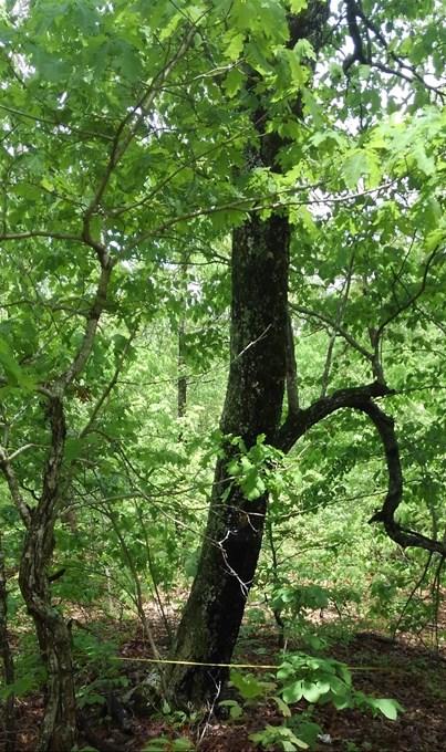 Downy Serviceberry 2