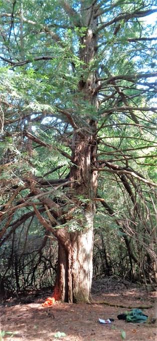 Eastern Hemlock 2