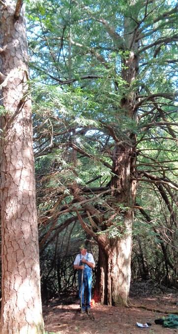 Eastern Hemlock