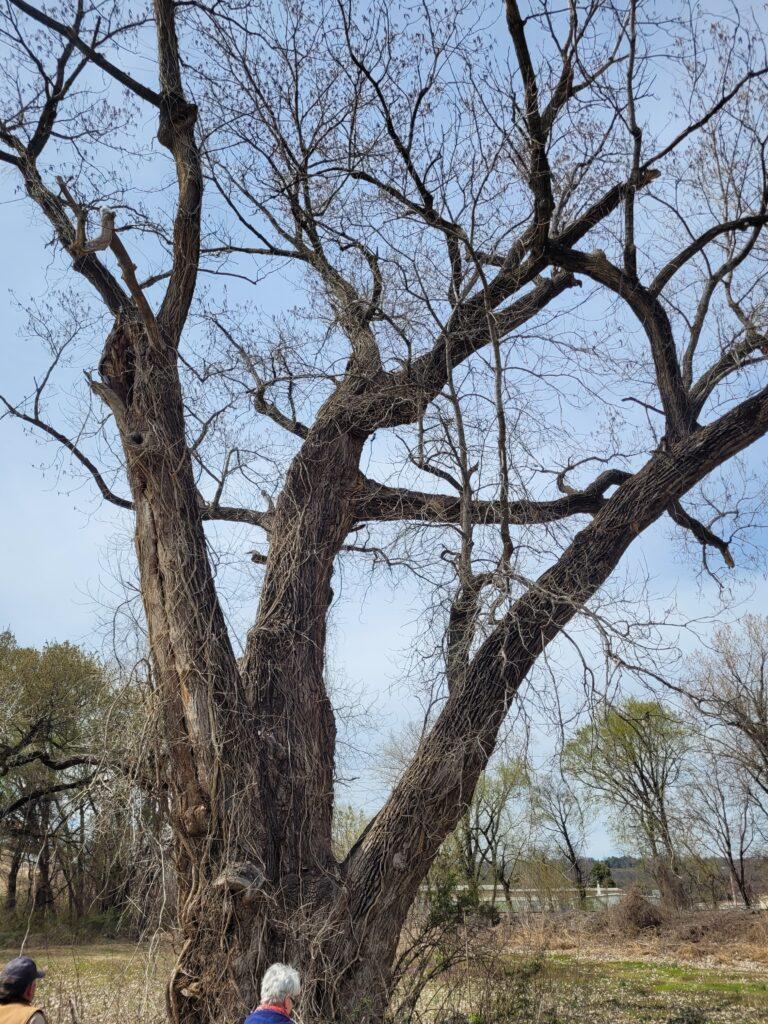 Eastern cottonwood 2