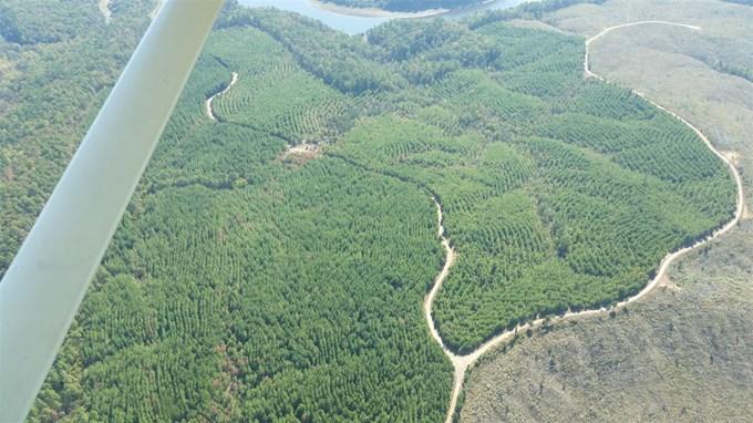 Forest Health Aerial