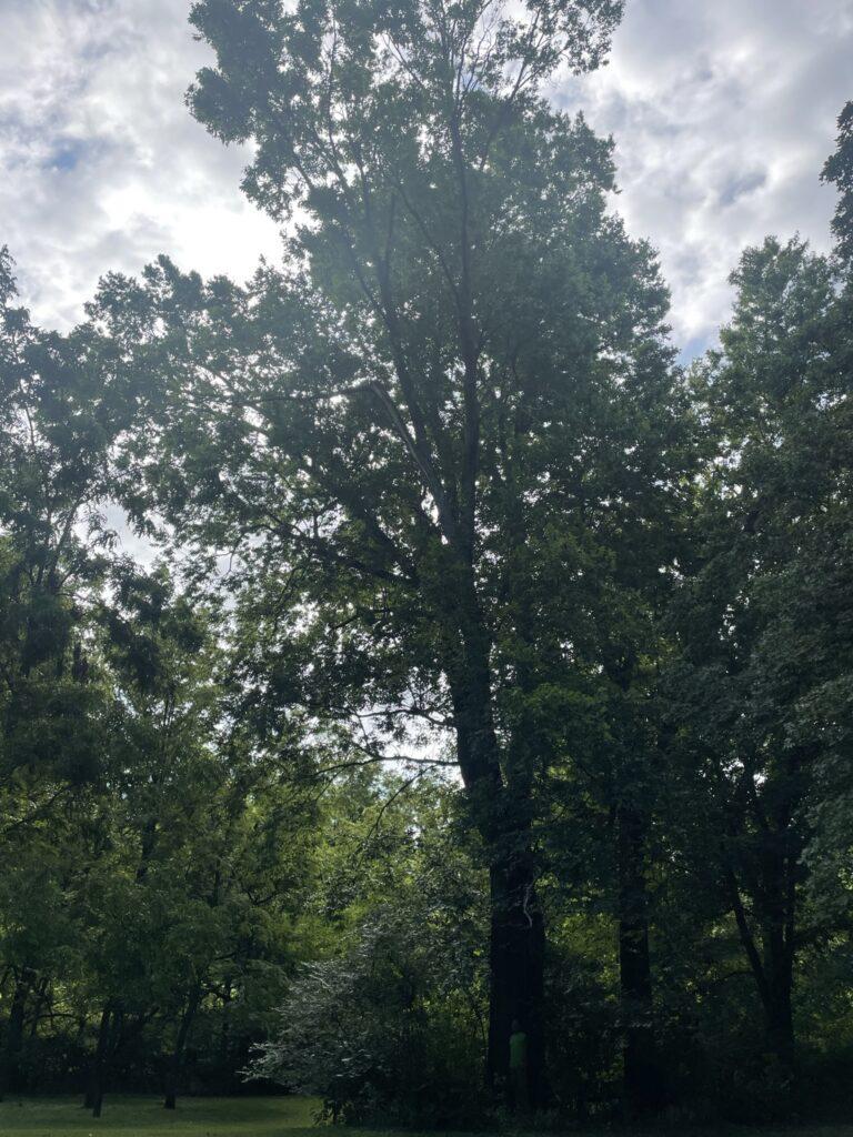 Hackberry Co-champion