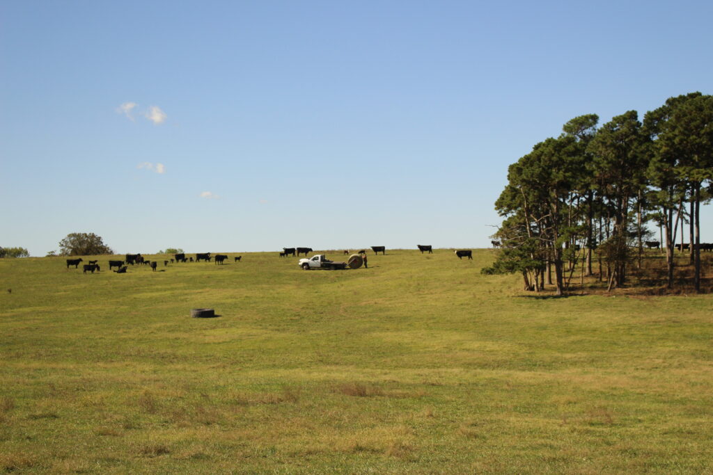 Cattle in a field
