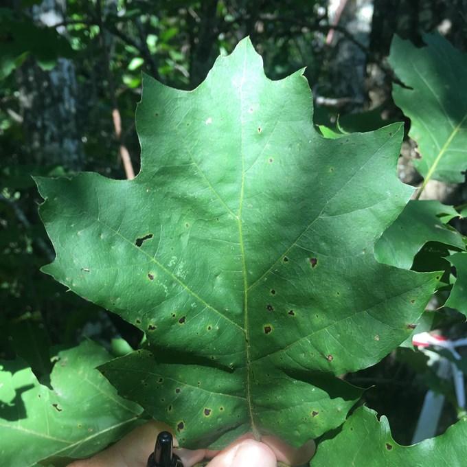 Maple Leaf Oak 2