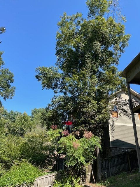 Mockernut hickory - Champion 2025.09.10 -3