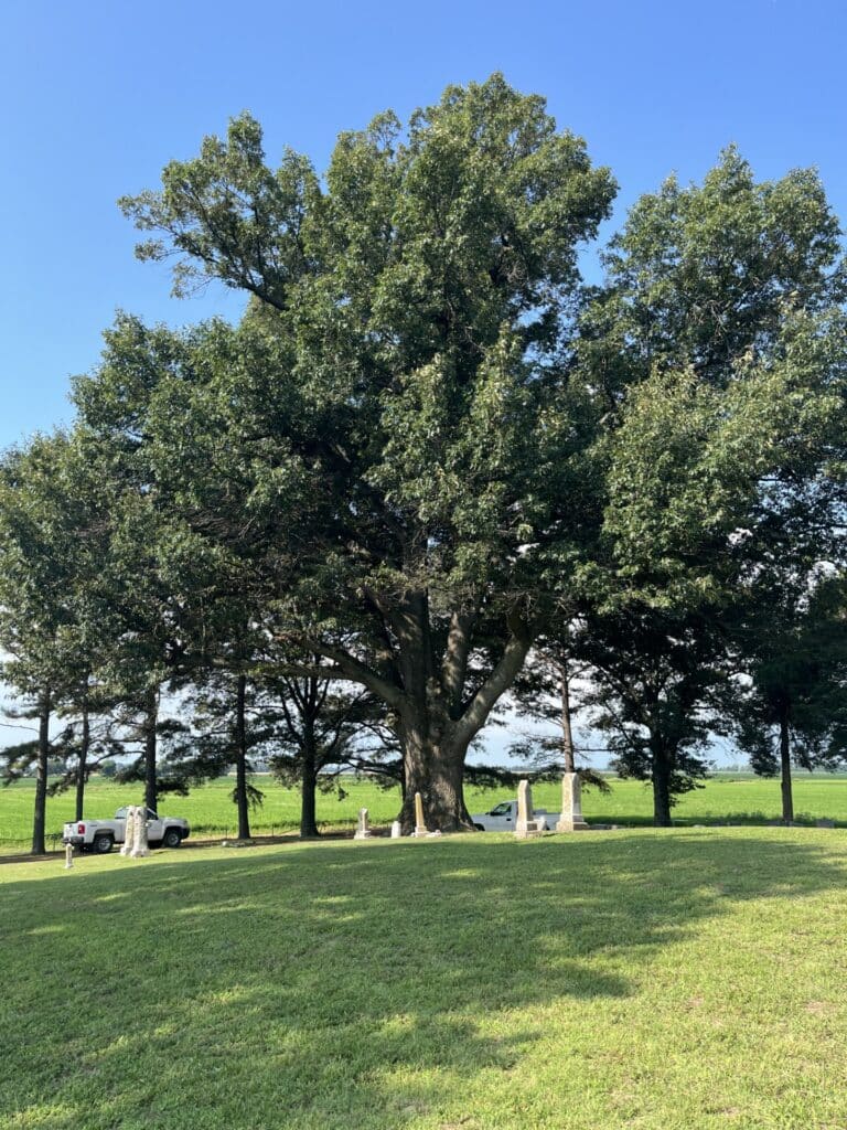 Southern Red Oak Champion Tree