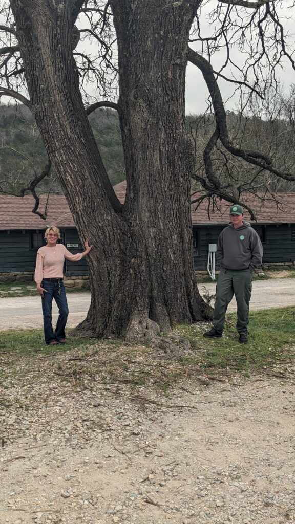 Northern Catalpa (Catalpa speciosa) Co Champion Carroll County
