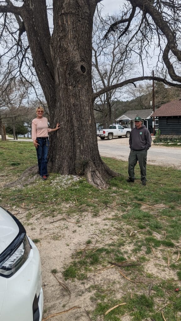 Northern Catalpa (Catalpa speciosa) Co Champion Carroll County