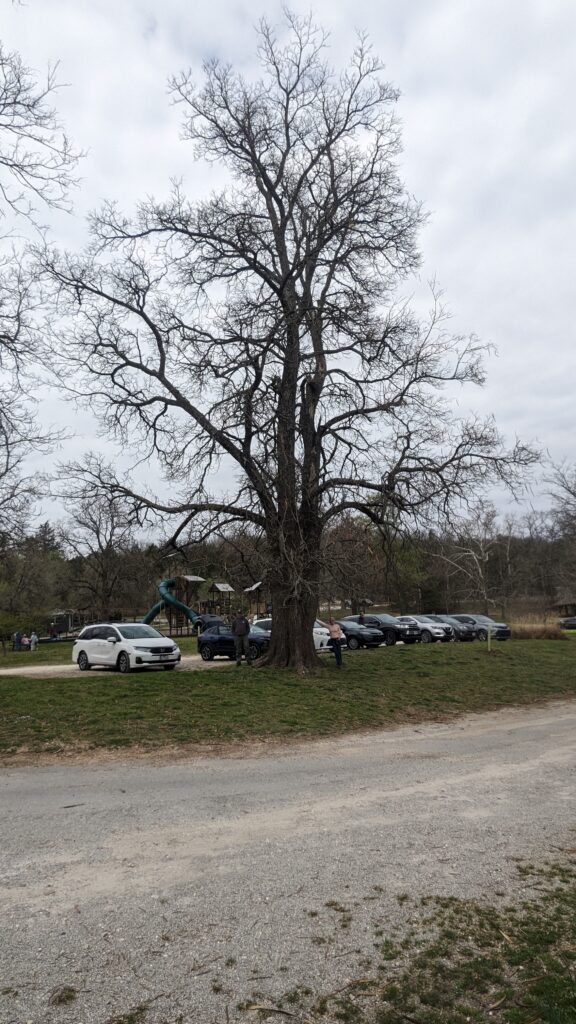 Northern Catalpa (Catalpa speciosa) Co Champion Carroll County