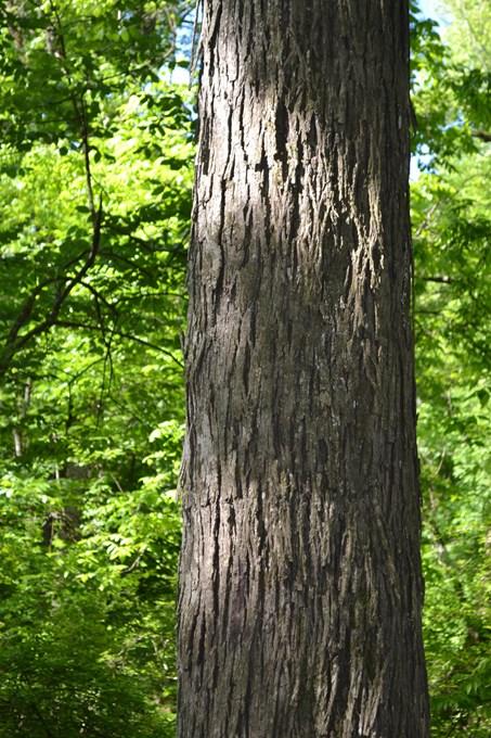 Nutmeg hickory 6