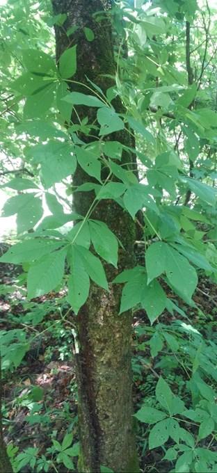 Ohio Buckeye 2