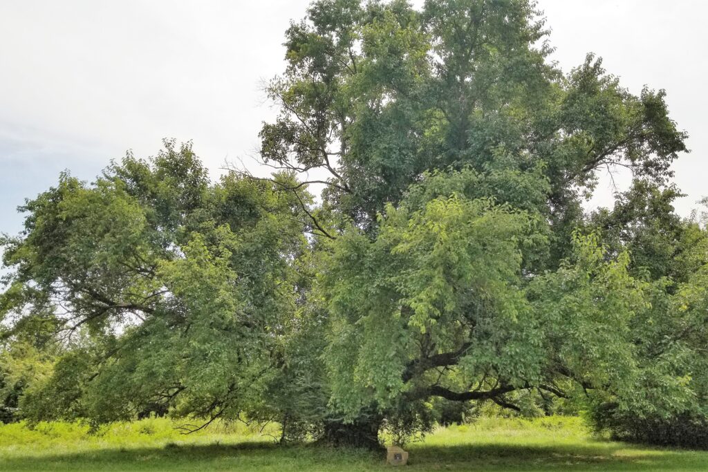 Osage Orange Champion Tree