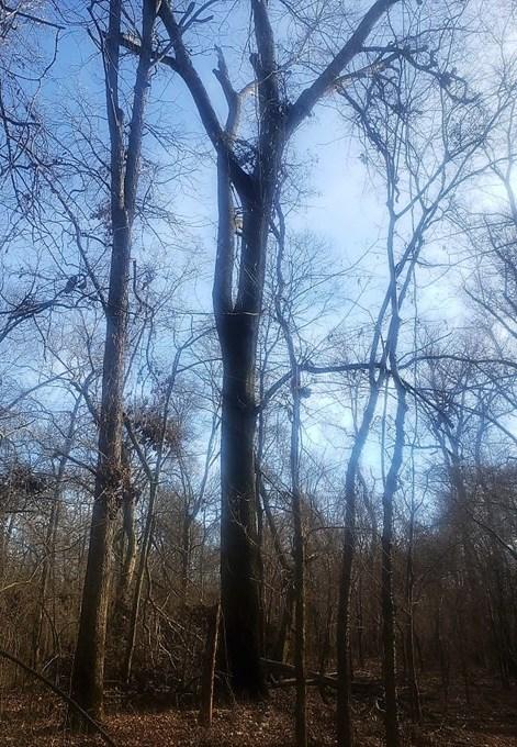 Pignut Hickory 2