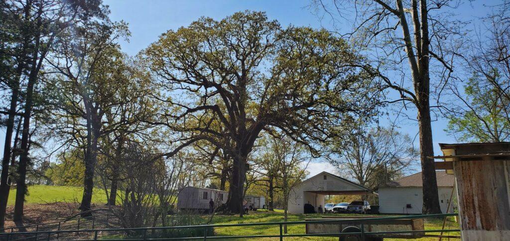 Post Oak - Tri-Champion 2