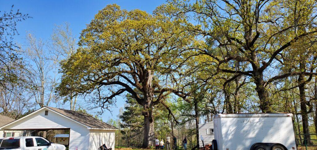 Post Oak - Tri-Champion 3