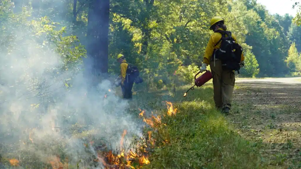 Prescribed fire or controlled burning to manage land and vegetation