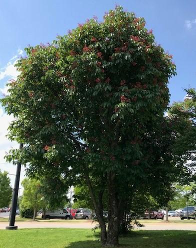 Red Buckeye