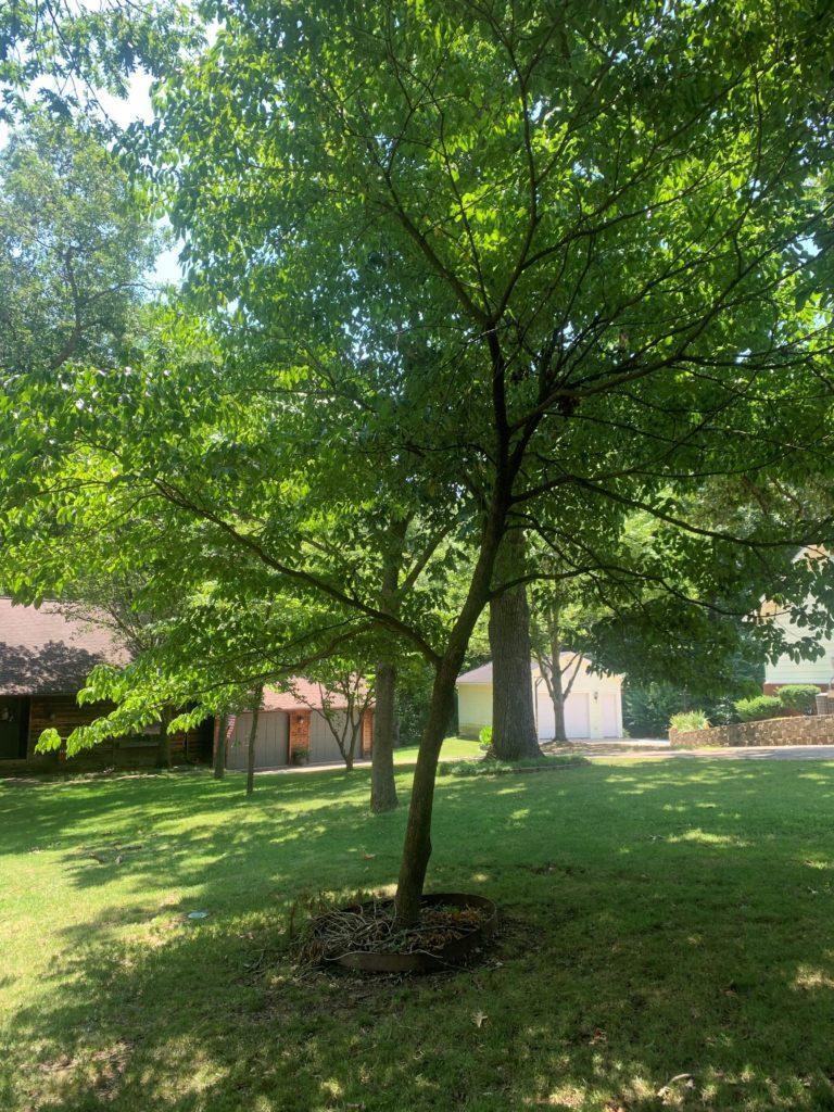 Roughleaf-Dogwood-768x1024