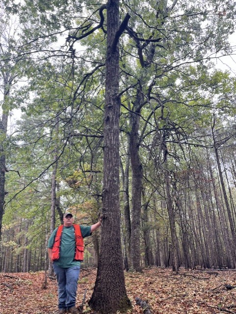 Scarlet oak Champion Tree