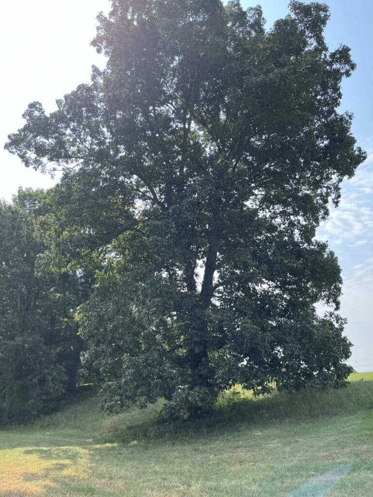 Shagbark Hickory Champion Tree