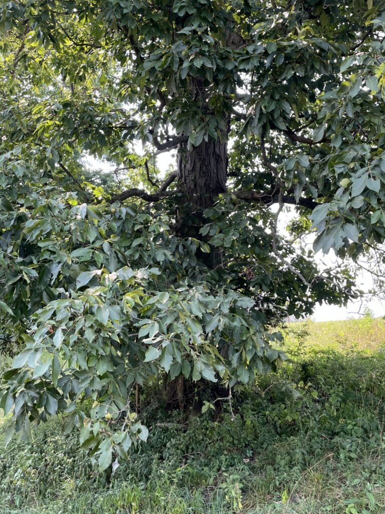 Shagbark Hickory Champion Tree