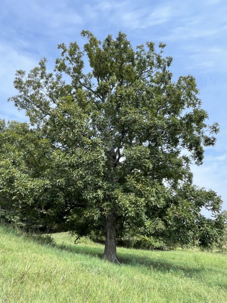 Shellbark Hickory Champion Tree