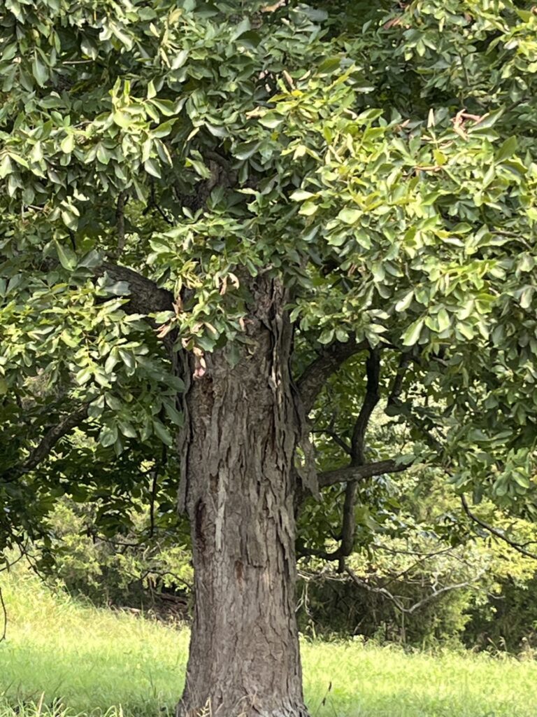 Shellbark Hickory Champion Tree