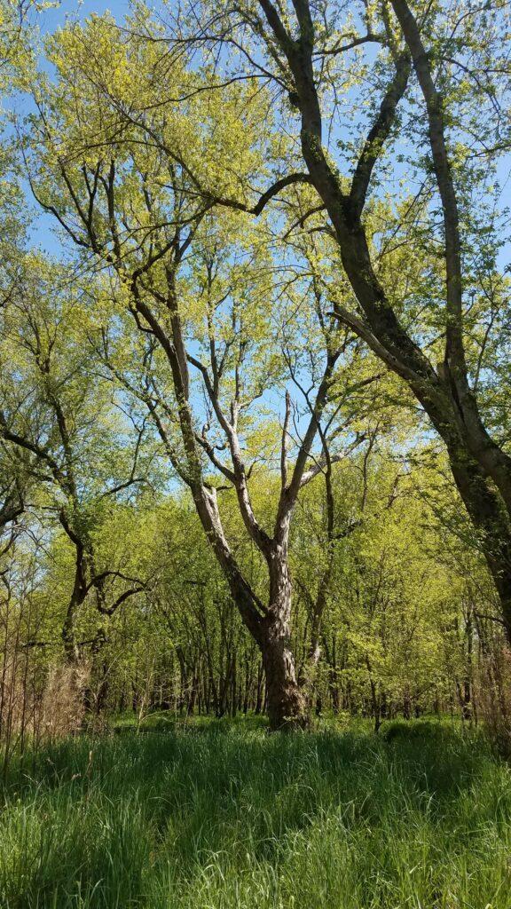 Silver-Maple-2-576x1024