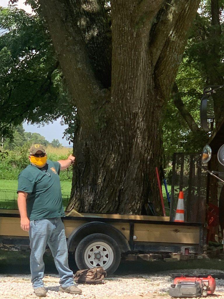 Slippery-Elm-768x1024