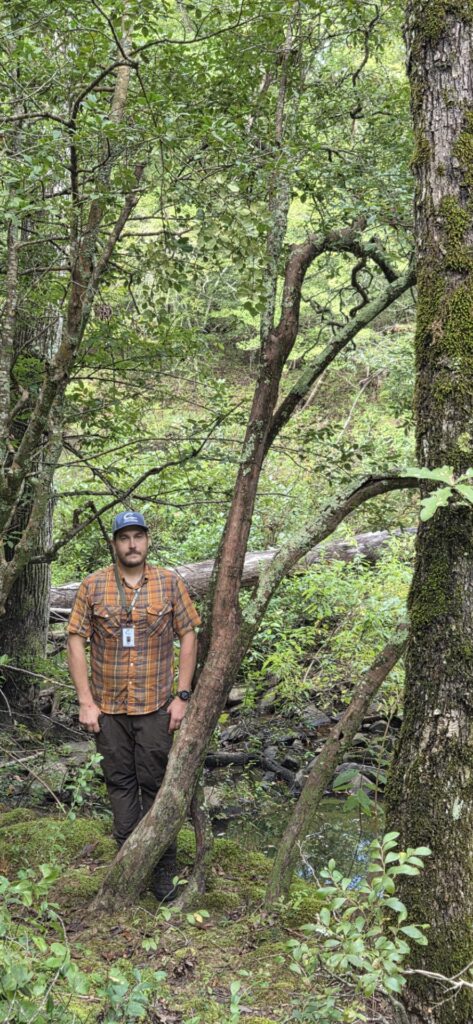 Sparkleberry champion tree