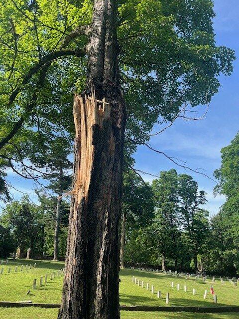 Sugar Maple Champion- tornado damage 2024