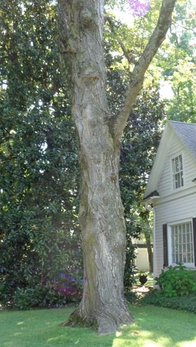 Sugar Maple Champion Tree