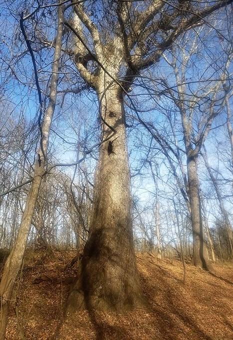 Swamp Chestnut Oak 2