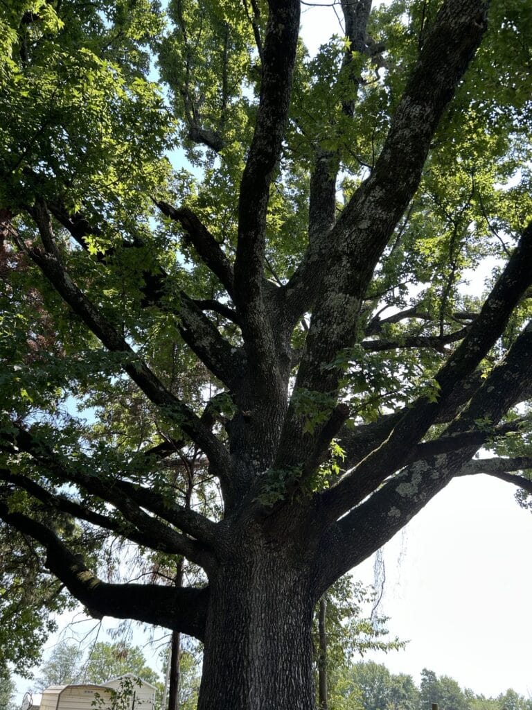 Sweet Gum Tree in Newton County