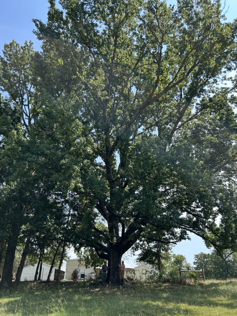 Sweet Gum Tree, large picture