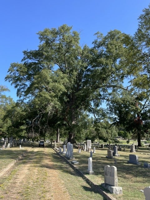 Water Oak Arkansas Champion Tree