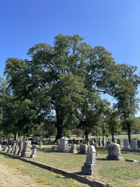 Water Oak Arkansas Champion Tree