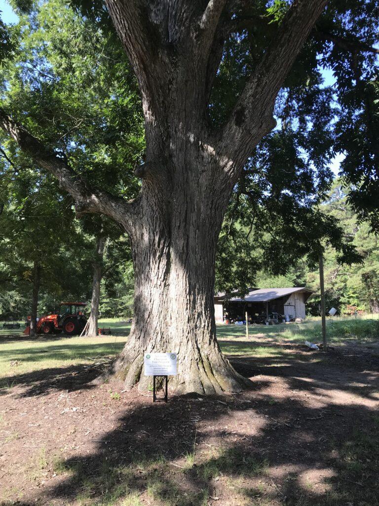 bitternut hickory sign 3