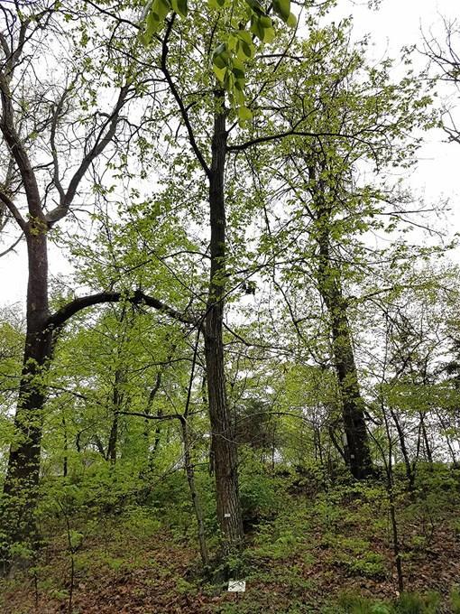 American Chestnut Hybrid