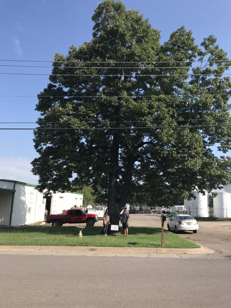 common persimmon champion tree sign 2