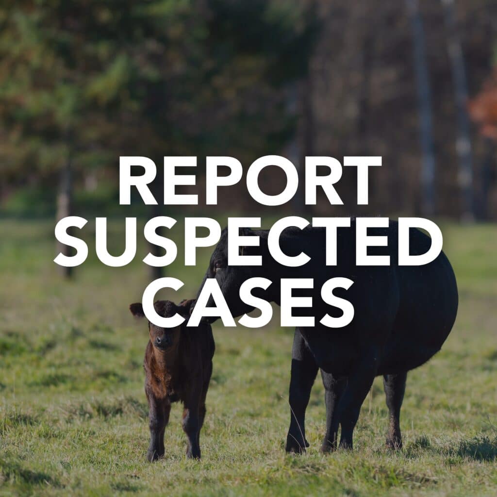 button with a picture of cattle in the background and the words "report suspected cases" on the image