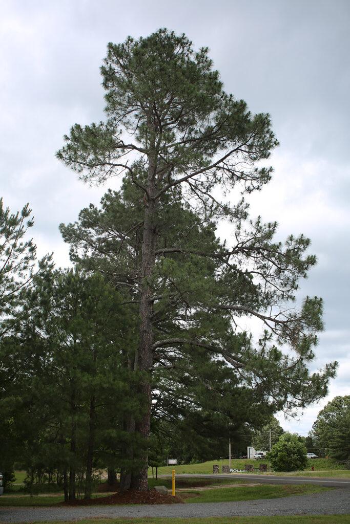 slash-pine-2