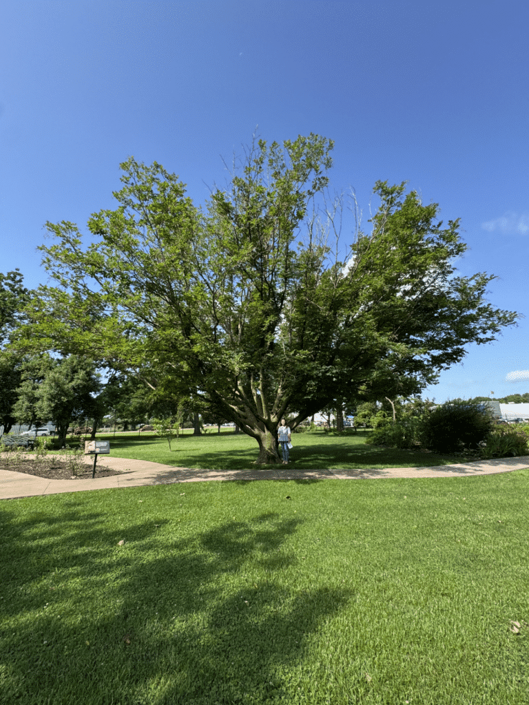 Yellowwood Champion Tree