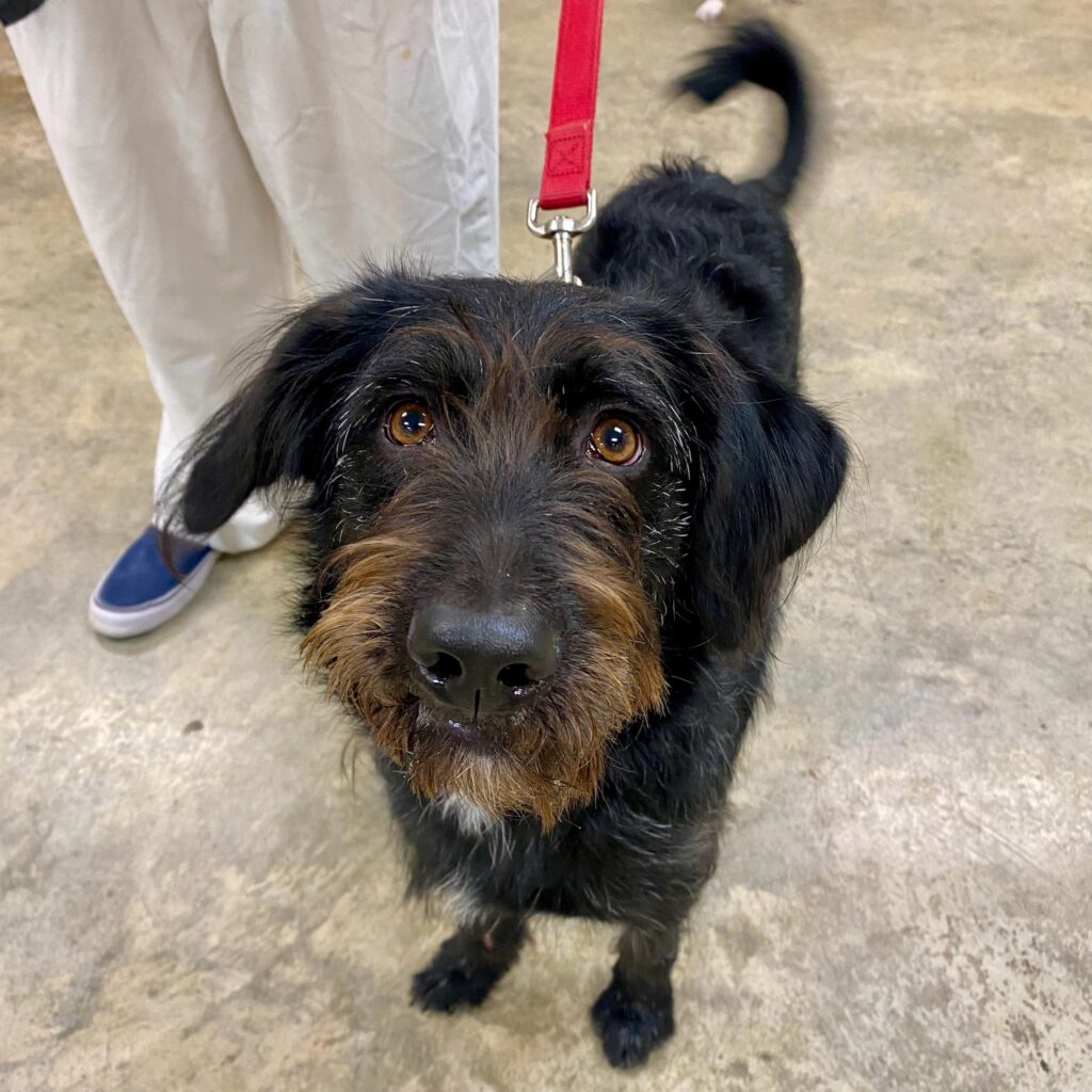 Adoptable AR Paws in Prison Dogs - Arkansas Department of Corrections, image size:1024x1024