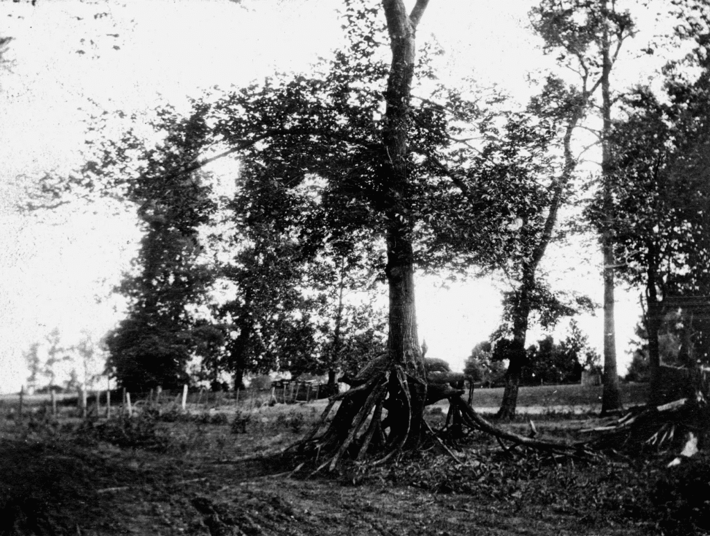 New Madrid Forest Damage