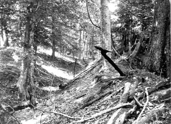 New Madrid Forest Damage