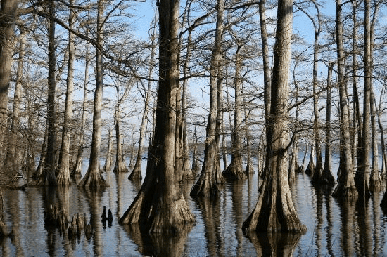 Flooded Trees