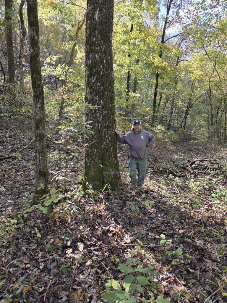 champion tree blue ash